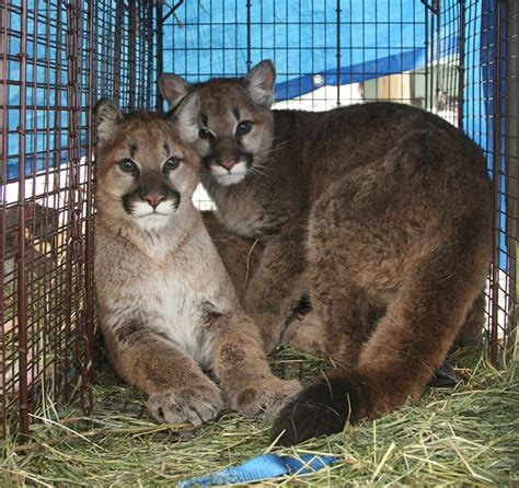 cougar news|News .